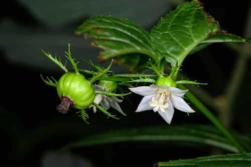 Cyclocodon lancifolius, 2026-10-06