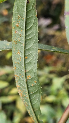 Coleosporium vernoniae, 2026-10-17