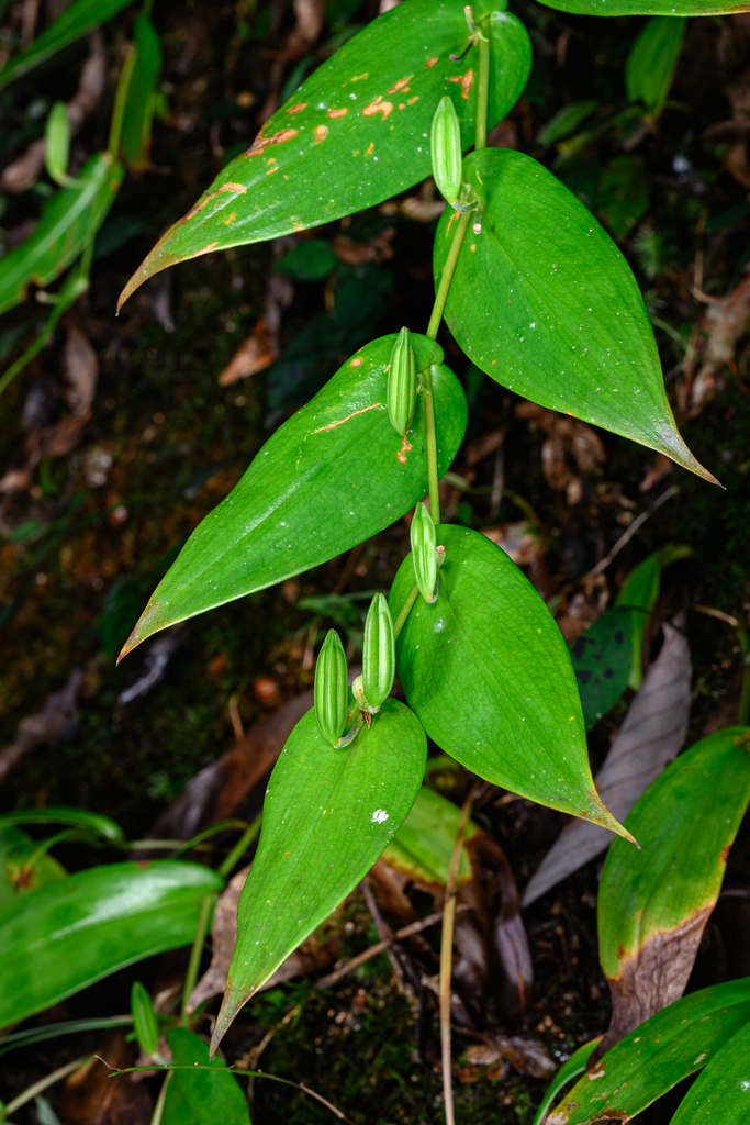 Tricyrtis xianjuensis