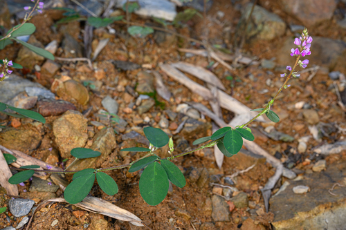 Grona heterocarpos observed 2026-10-06