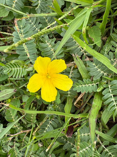 Tribulus cistoides observed 2026-10-18