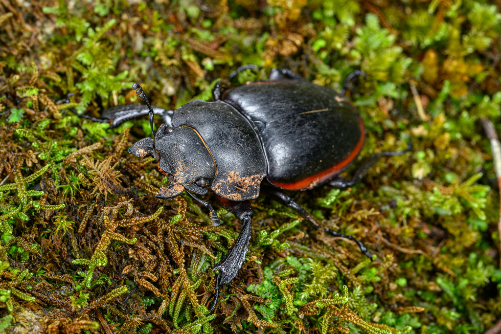 Golden Stag Beetle