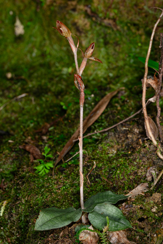 Goodyera viridiflora