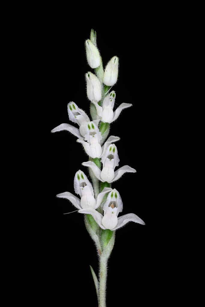 Schlechtendal's Goodyera