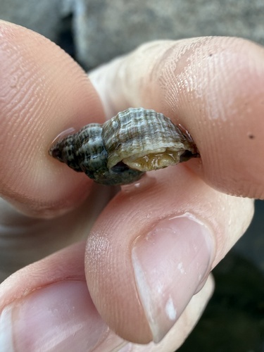 Urosalpinx cinerea observed 2026-10-18