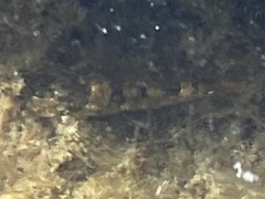 Oligocottus maculosus