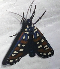 Cydosia aurivitta