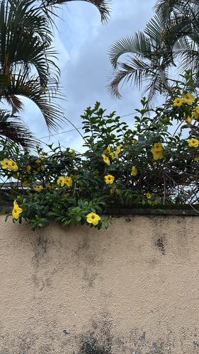 Allamanda cathartica observed 2026-10-18