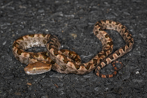 Brown spotted pitviper