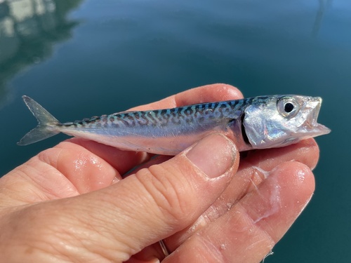 Scomber japonicus observed 2026-10-18