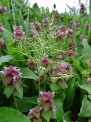 Poa bulbosa vivipara
