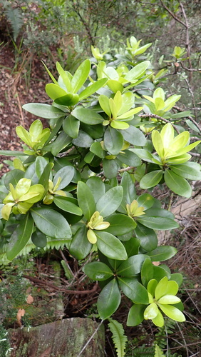 Myrsine lessertiana, 2026-10-18