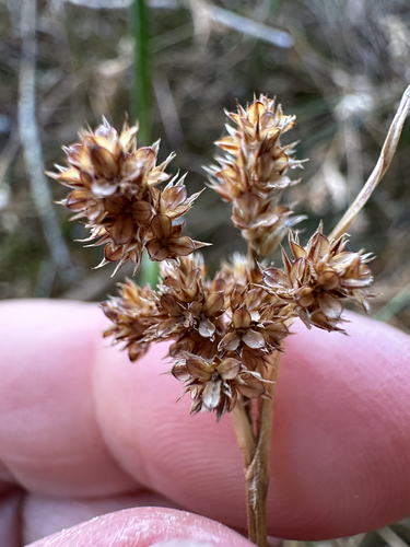 Luzula campestris observed 2026-10-18