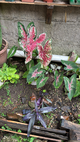 Caladium bicolor observed 2026-10-18