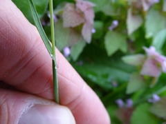 Poa bulbosa vivipara