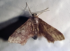 Idaea furciferata