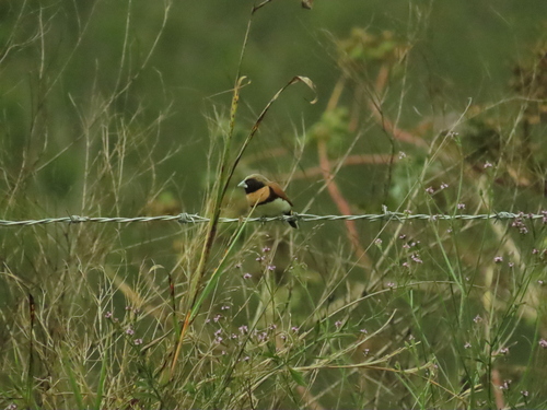 Lonchura castaneothorax, 2026-10-18