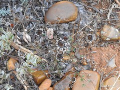 Asteriscus aquaticus