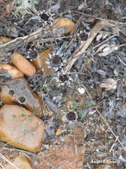 Asteriscus aquaticus