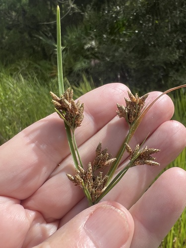 Fimbristylis dichotoma observed 2026-10-18