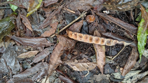 Anadenanthera colubrina observed 2026-10-16