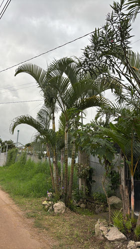 Areca observed 2026-10-18