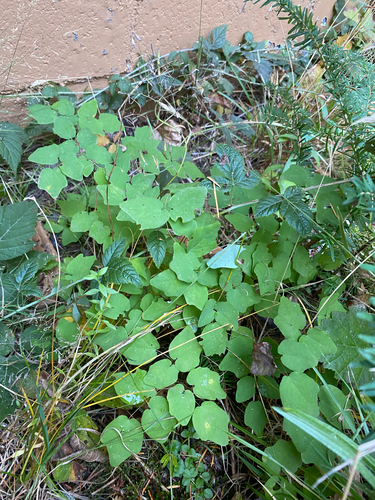 Vancouveria hexandra observed 2026-10-18