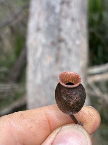 Corymbia gummifera observed 2026-10-19