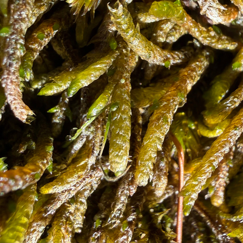 Scleropodium obtusifolium, 2026-10-18
