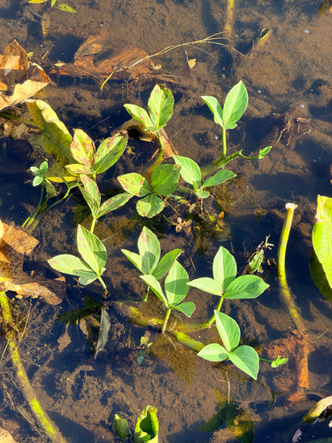 Menyanthes trifoliata observed 2026-10-18
