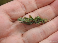 Teucrium gnaphalodes