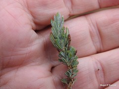 Teucrium gnaphalodes