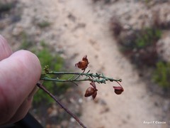 Fumana procumbens