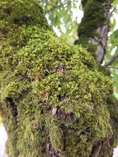 Homalothecium fulgescens observed 2026-10-18