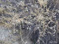 Gypsophila struthium