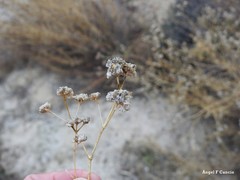 Gypsophila struthium