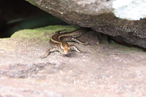 Cryptoblepharus poecilopleurus observed 2026-10-18