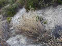 Gypsophila struthium