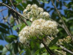 Sorbus aucuparia