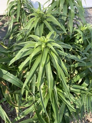 Lilium lancifolium
