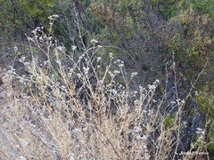 Gypsophila struthium