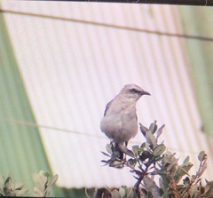 Mimus gilvus