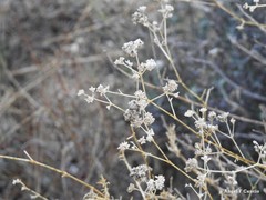 Gypsophila struthium