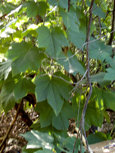 Jatropha curcas observed 2026-10-09