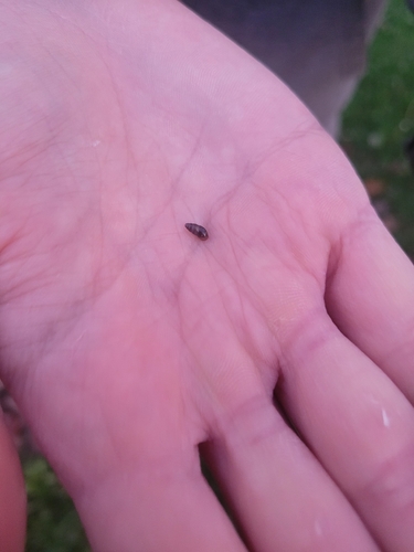 Cochlicopa lubrica observed 2026-10-18
