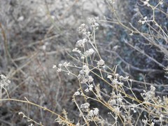 Gypsophila struthium