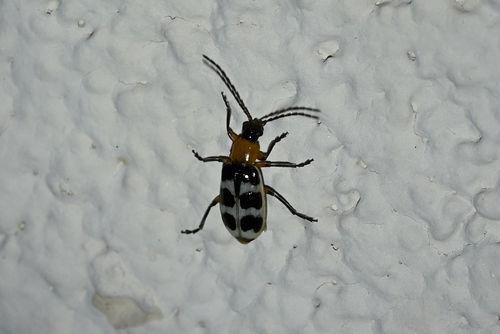 Checkered Melon Beetle
