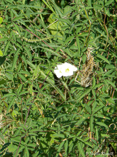 Distimake quinquefolius observed 2026-10-09