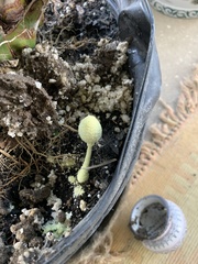 Leucocoprinus birnbaumii image