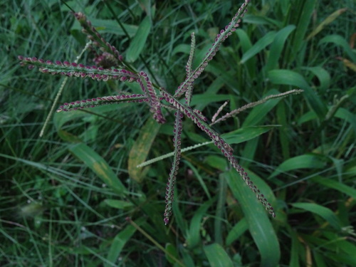 Paspalum paniculatum observed 2026-10-09